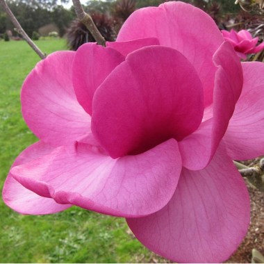 magnolia-flower-large-wfumgvmcrbtx - kopiya